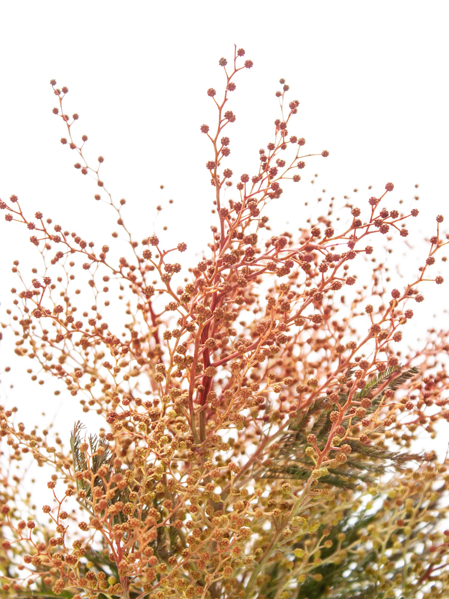 blumigo-mimose-rot-gesogen-greenery-bund-frisch image 4