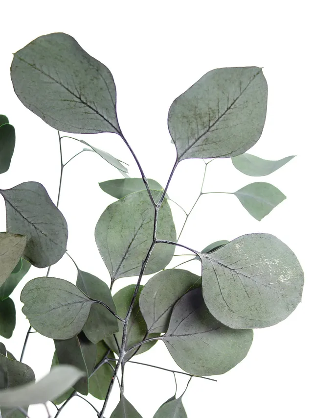 blumigo-trockenblumen-eukalyptus-silver-dollar-gr-n-konserviert image 1