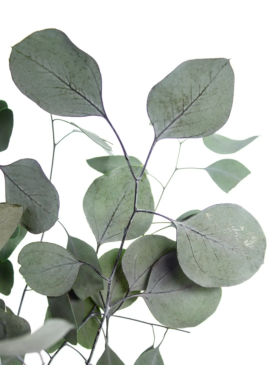 blumigo-trockenblumen-eukalyptus-silver-dollar-gr-n-konserviert image 1