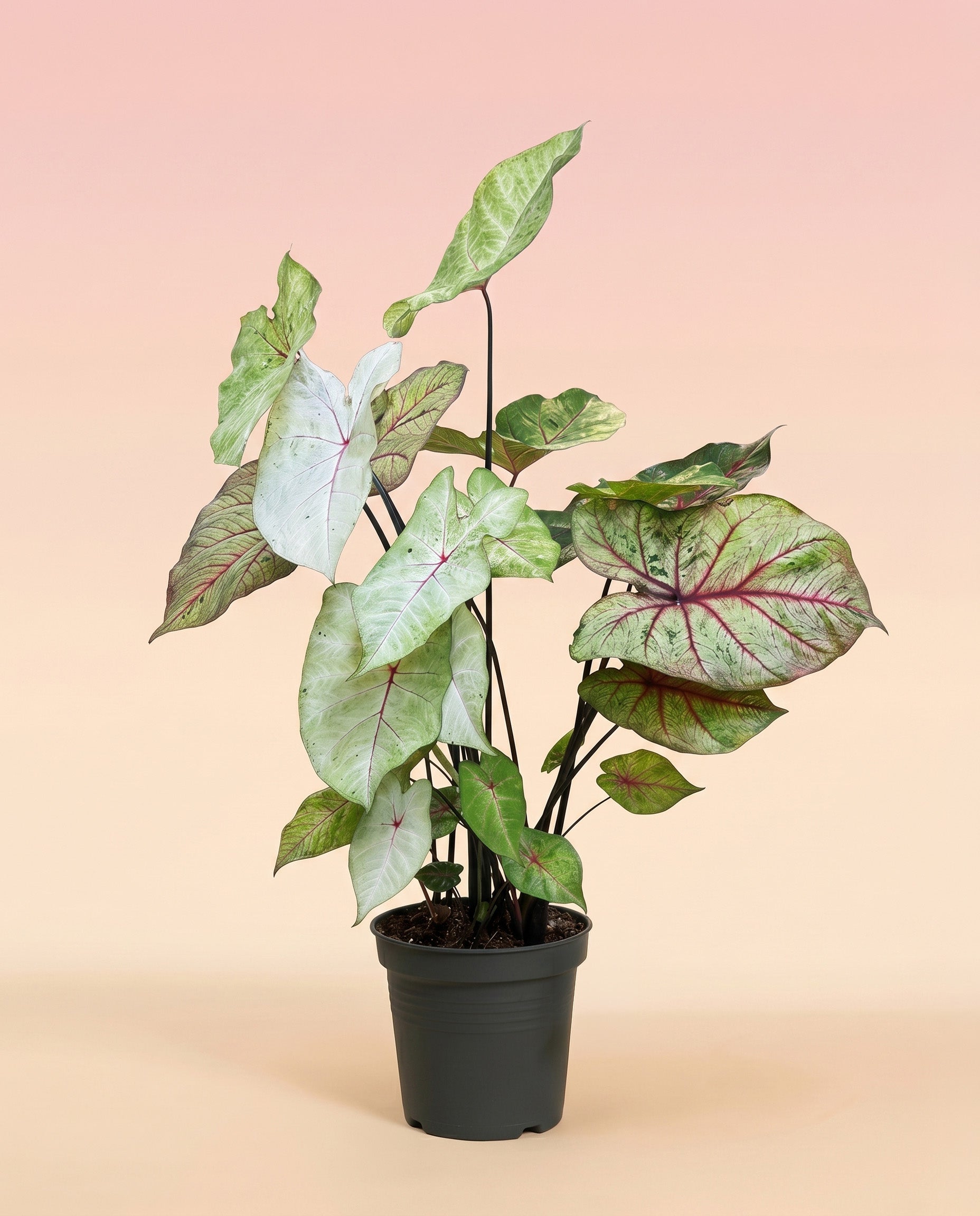feey-variado-caladium-autumn-beauty-zimmerpflanze-ohne-bertopf image 3