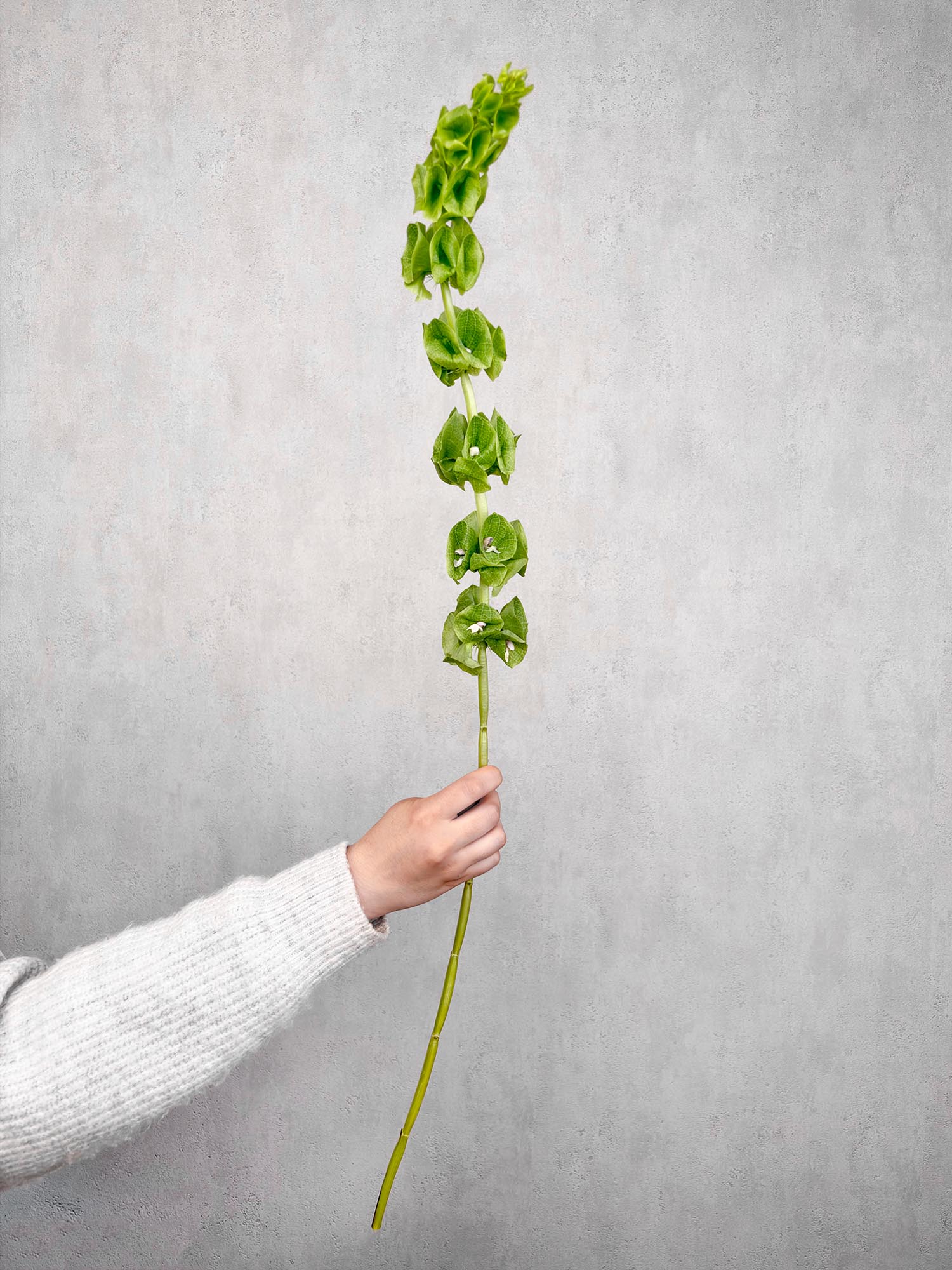 blumigo-moluccella-muschelblumen-schnittgr-n-gr-n image 1