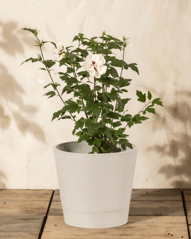 feey-amsterdam-wei-er-hibiskus-strauch-ohne-topf-winterhart image 4