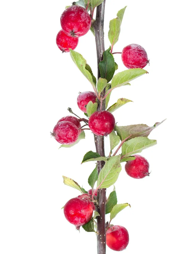 blumigo-herbstdeko-zier-pfelzweige-dunkelrot-deko-zweige image 1