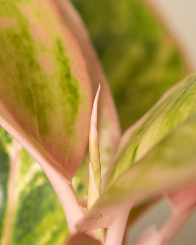 feey-variado-aglaonema-salmon-fantasy-zimmerpflanze-bunte-bl-tter image 2