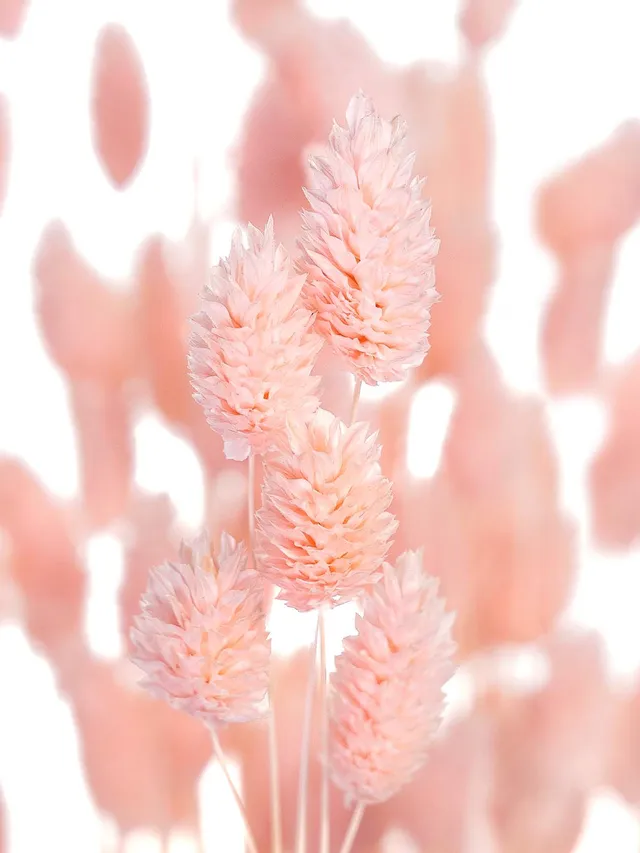 blumigo-phalaris-glanzgras-hell-ros-trockenblumen image 1