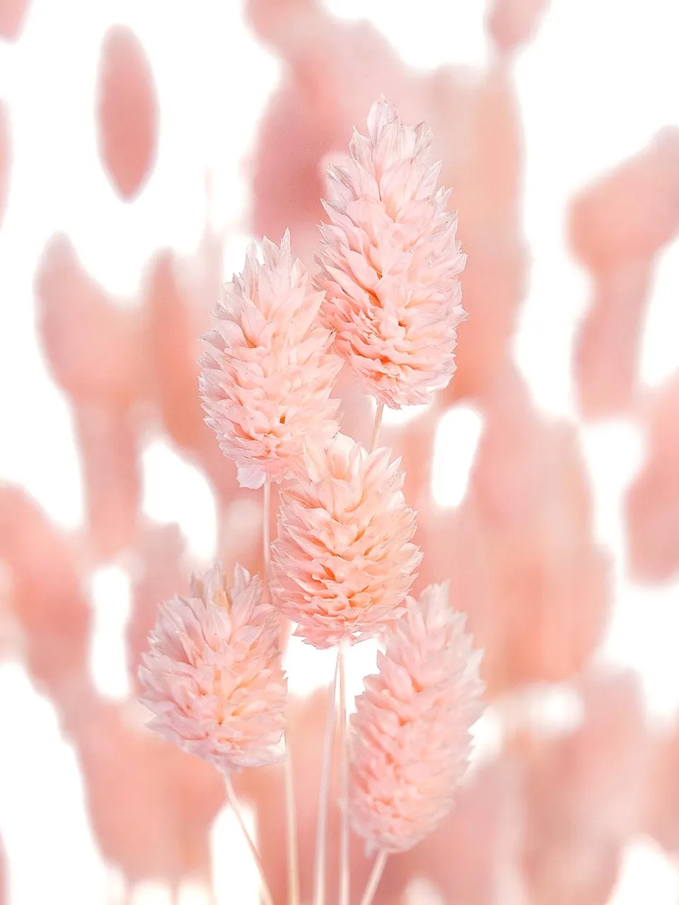 blumigo-phalaris-glanzgras-hell-ros-trockenblumen image 1