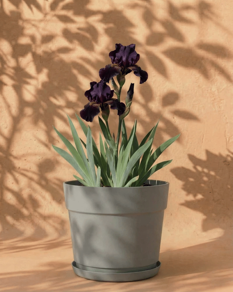 feey-amsterdam-iris-violett-knolle-4-stk-winterhart image 6