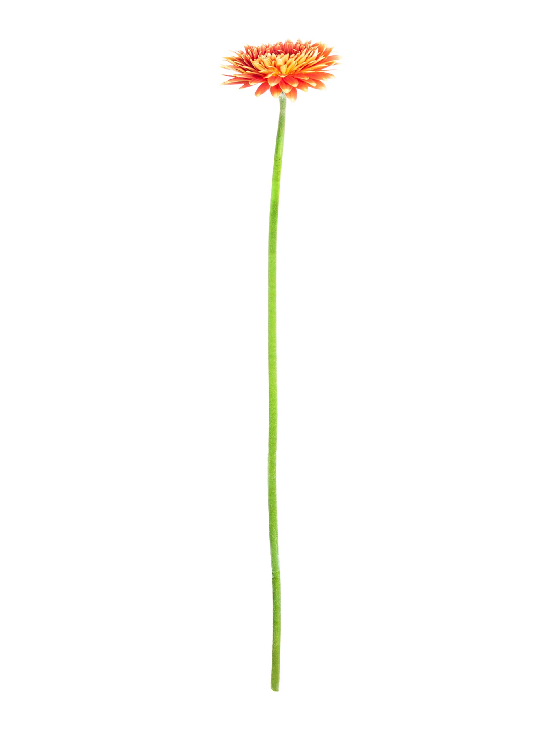blumigo-gerbera-mini-canizares-schnittblume-orange-gelb image 3