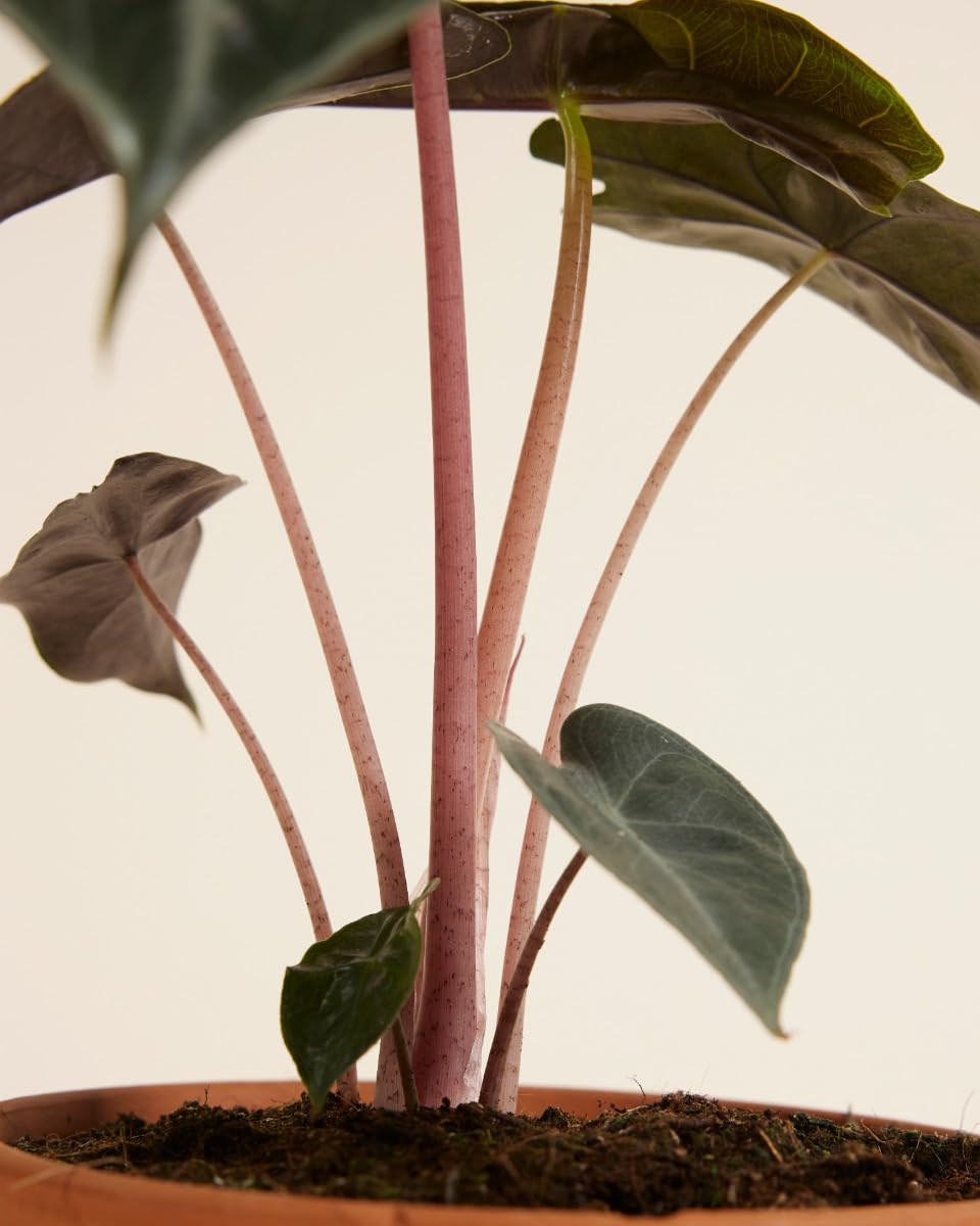 plnts-rareplnts-alocasia-pink-dragon-pfeilblatt-25-cm image 4