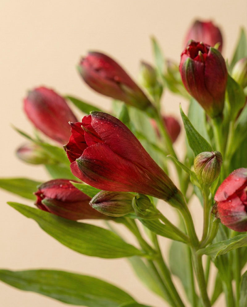feey-rilio-alstroemeria-rot-schnittblumen-frisch image 8