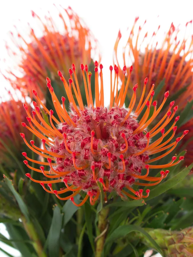 blumigo-proteen-nadelkissen-protea-tango-schnittblume-rot-orange image 1