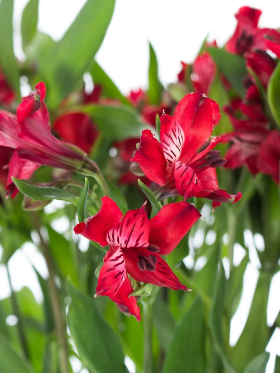 blumigo-alstromerien-ariel-rot-frische-schnittblumen image 1