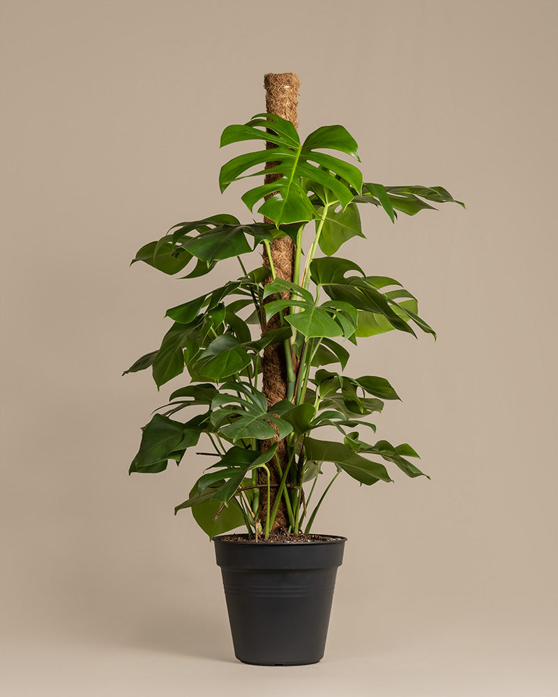 feey-variado-monstera-xl-fensterblatt-gro-ohne-bertopf image 3