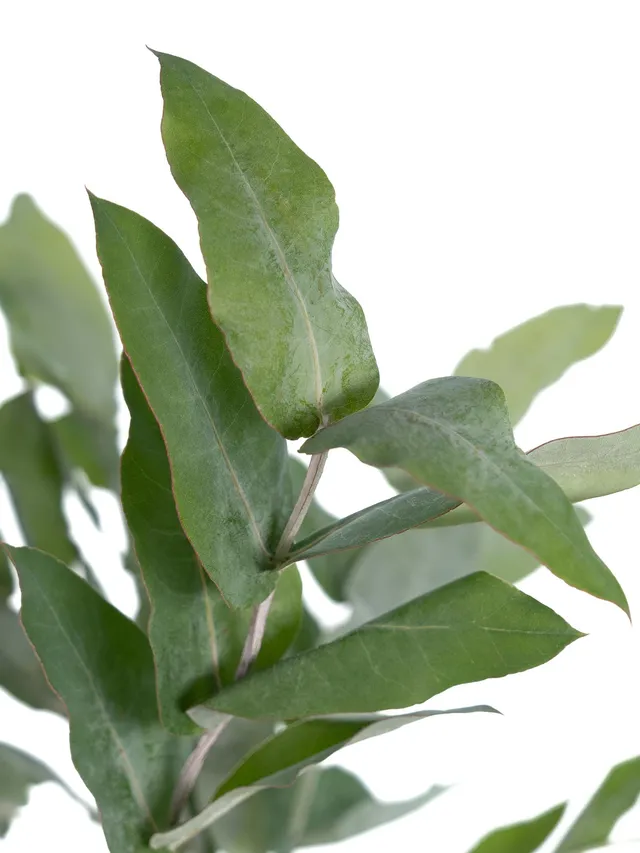 blumigo-robusta-eukalyptus-gr-n-bund-frisch-deko-gr-n image 1