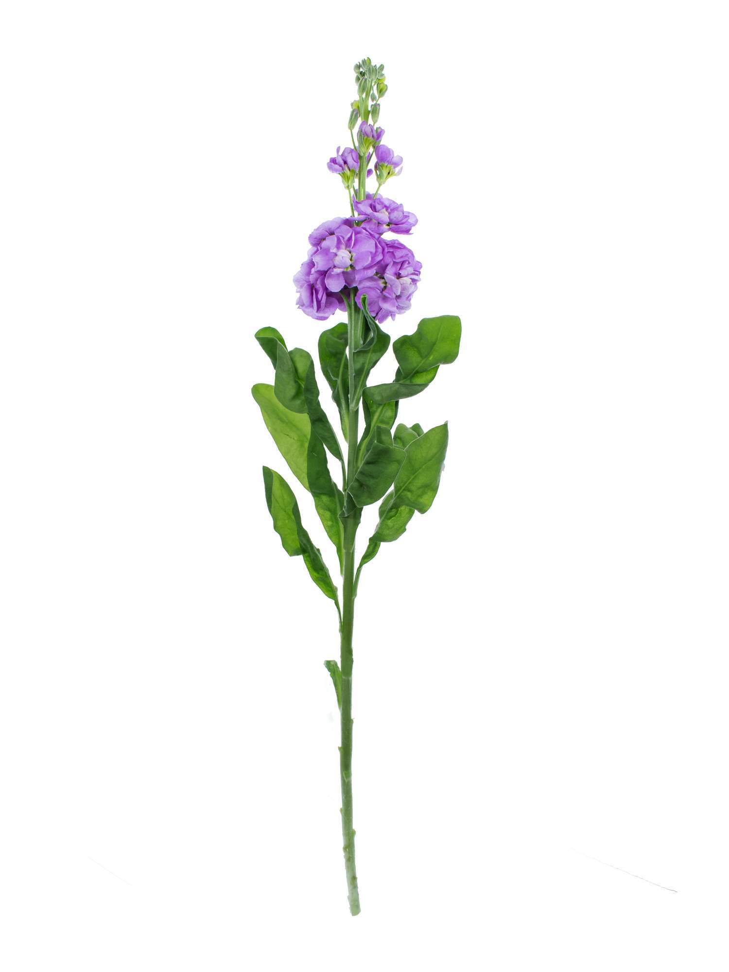 blumigo-levkojen-figaro-lavender-schnittblume-lila image 3