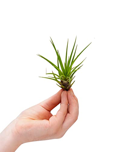 plnts-babyplnts-tillandsia-melanocrater-luftpflanze-10-cm image 5