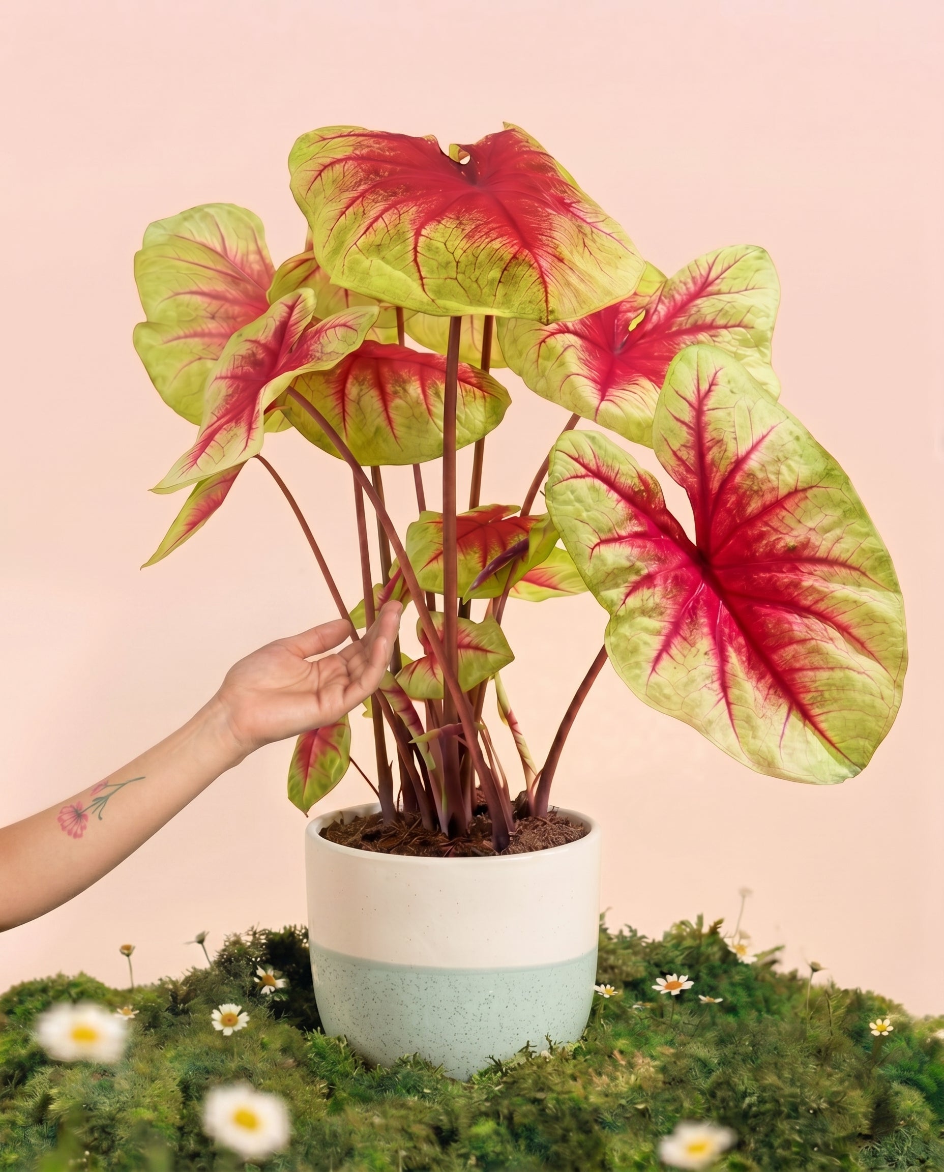 feey-variado-caladium-lemon-blush-zimmerpflanze-ohne-bertopf image 1