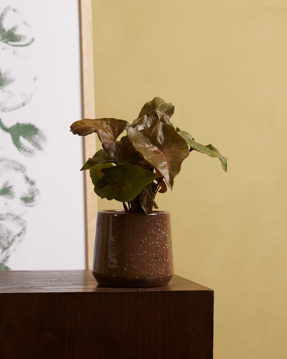 plnts-babyplnts-syngonium-maria-allusion-zimmerpflanze-10-cm-gr-n image 5