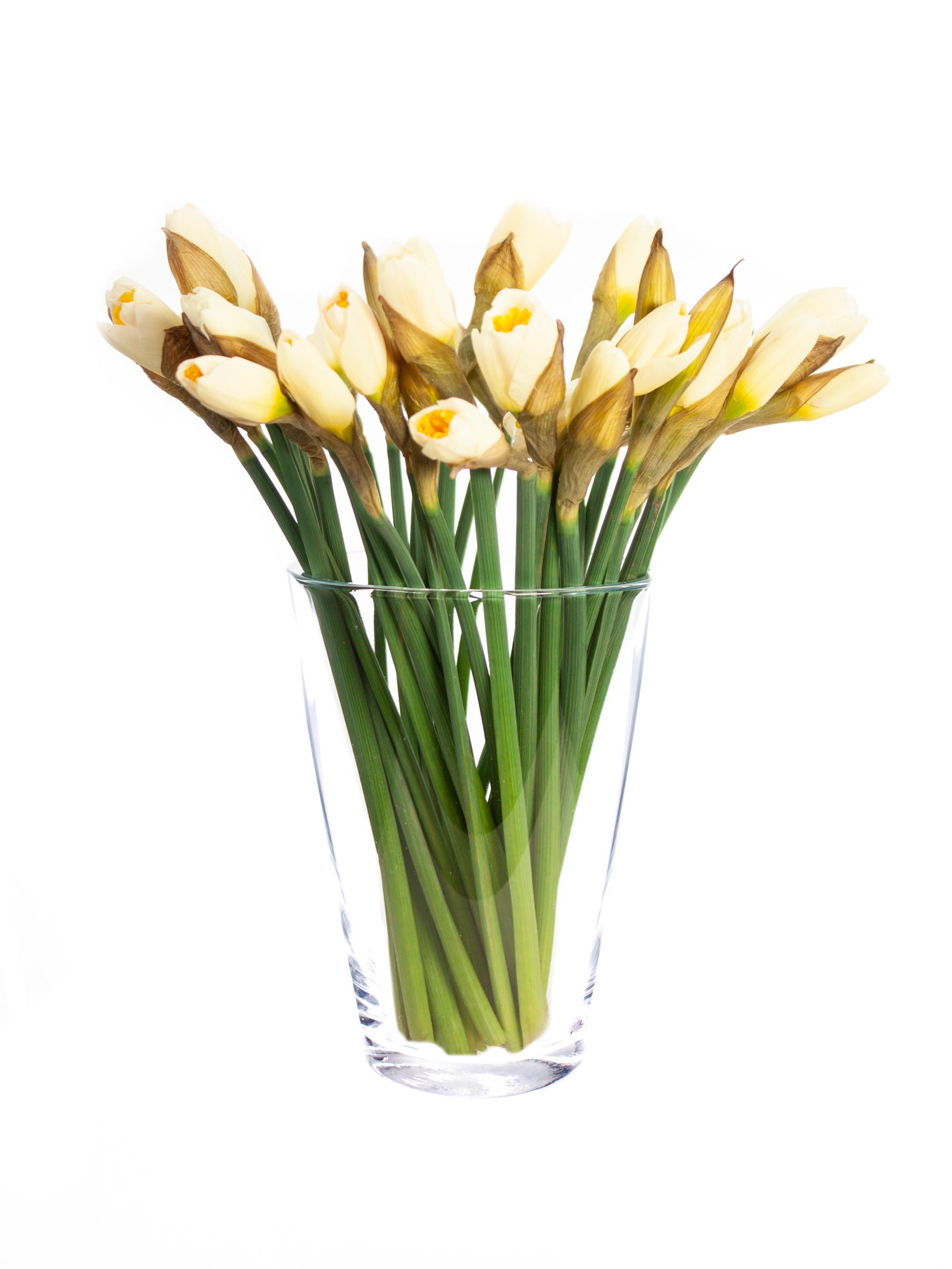 blumigo-fr-hlingsknollen-narzissen-salome-wei-orange image 2