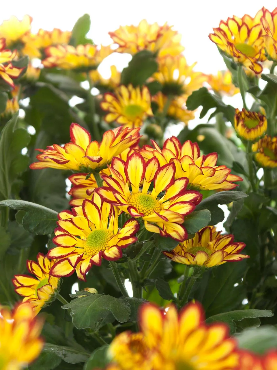 blumigo-chrysanthemen-roma-festa-gelb-rot-schnittblume image 1