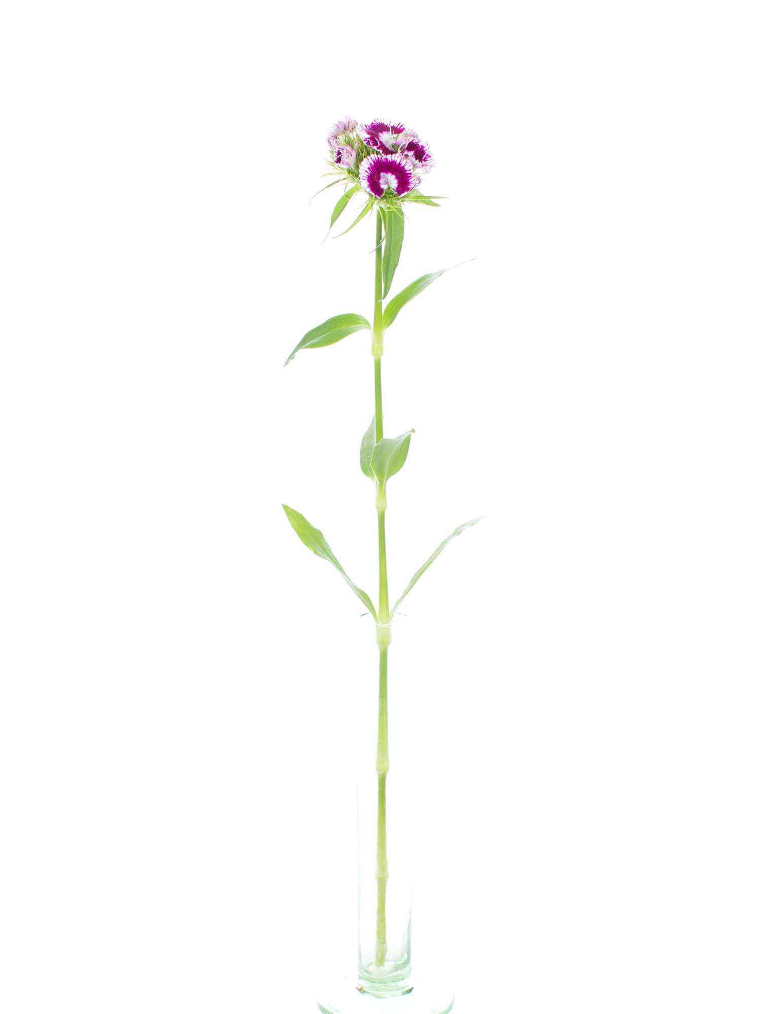 blumigo-bartnelken-pink-weiss-nelke-1-stiel-frisch image 3