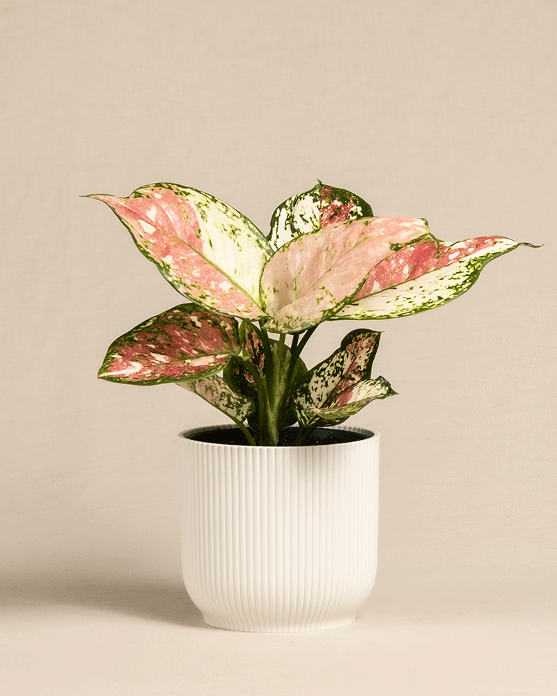 feey-aglaonema-jazzy-red-zimmerpflanze-ohne-bertopf-klein image 7