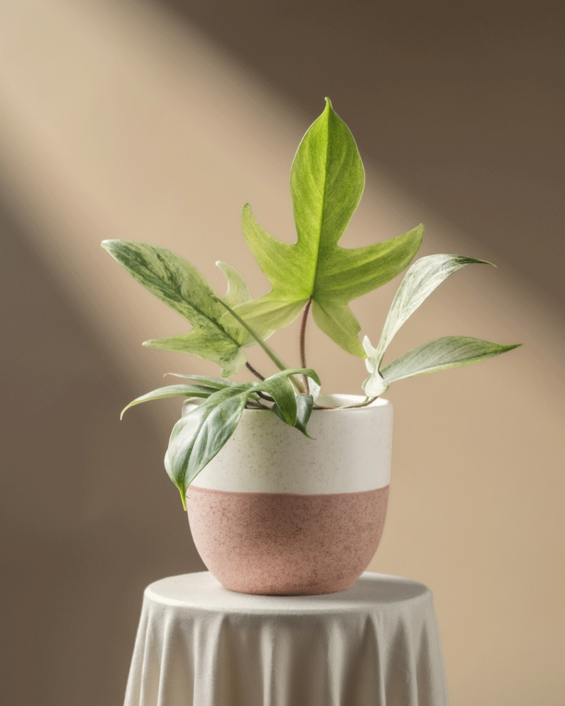 feey-variado-philodendron-florida-ghost-zimmerpflanze-rarit-t image 5