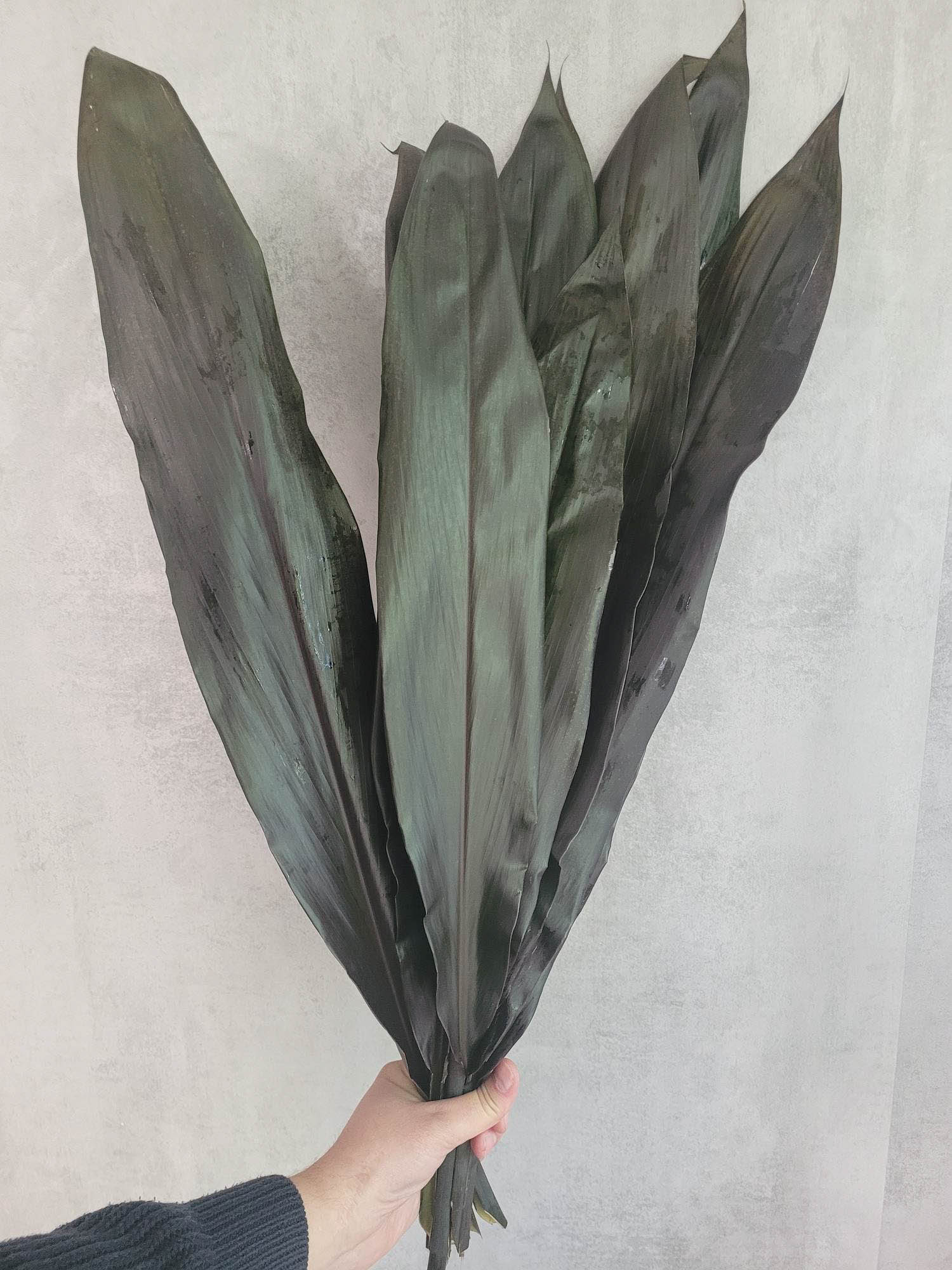 blumigo-blattwerk-und-bindegr-n-cordyline-black-tie-schnittgr-n-schwarz image 2