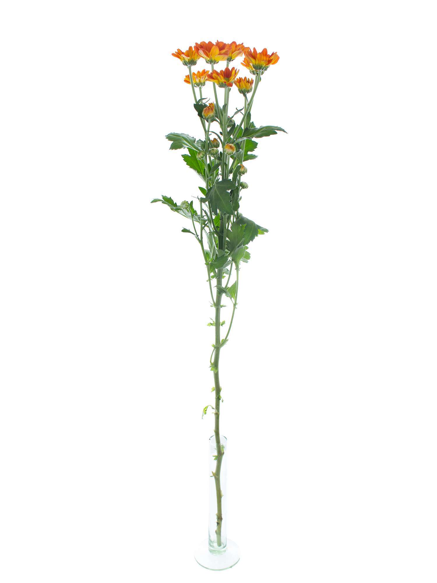 blumigo-chrysanthemen-space-age-verzweigt-orange-zweigblume image 3