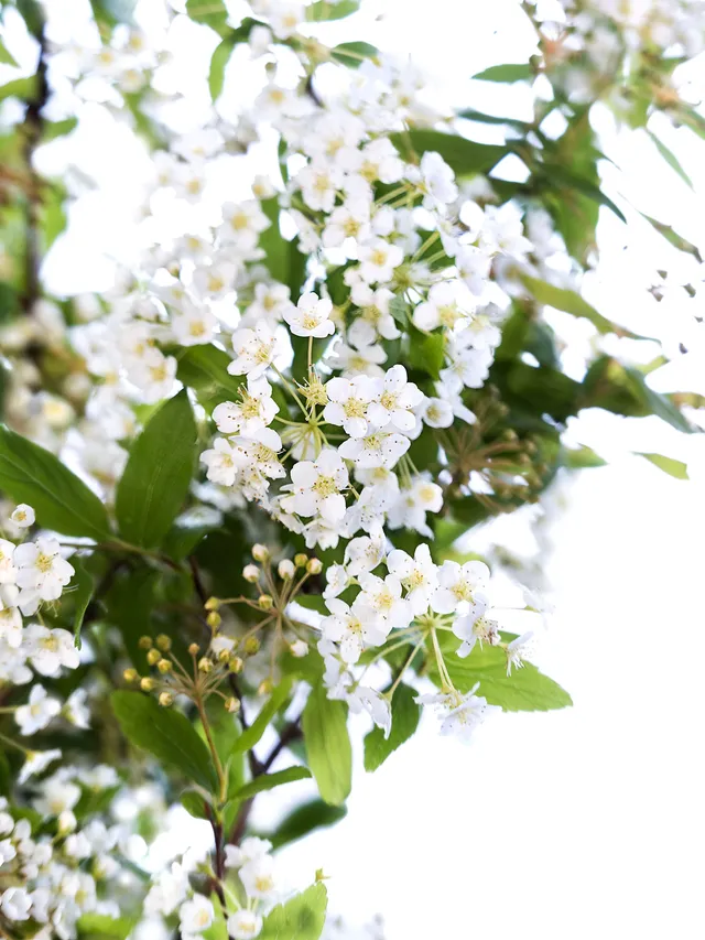 blumigo-blattwerk-spirea-spierstrauch-bindegr-n-wei image 1