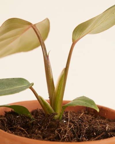 plnts-babyplnts-philodendron-gloriosum-steckling-3-cm-jungpflanze-8-cm-luftreini image 8
