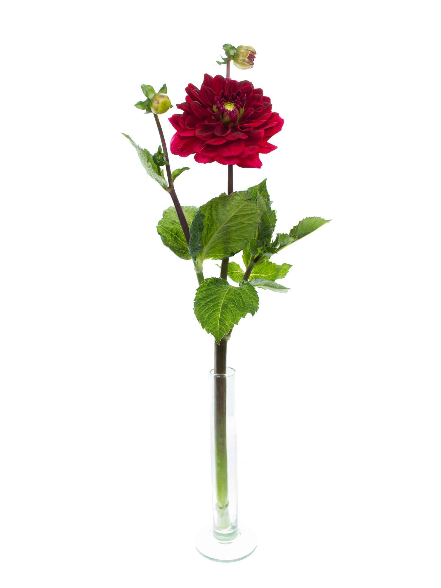 blumigo-dahlien-red-runner-schnittblumen-dunkelrot image 3
