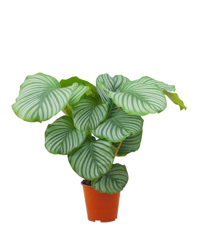 plnts-calathea-orbifolia-zimmerpflanze-60-cm-19-cm-topf image 1