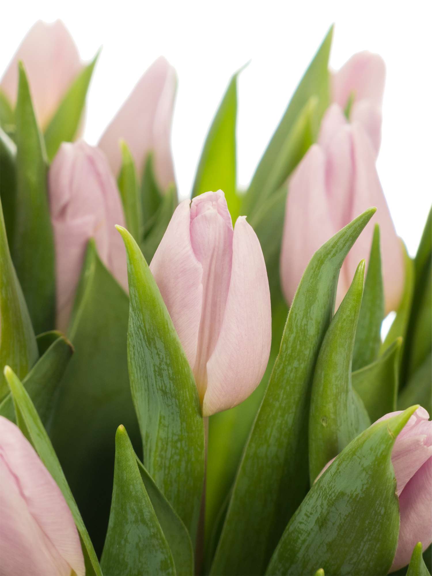 blumigo-tulpen-candy-prince-schnittulpe-violett-frisch image 1