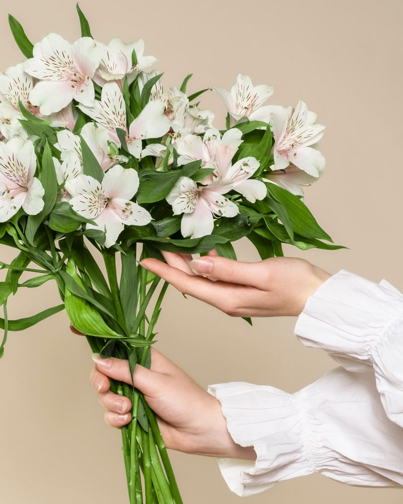 feey-rilio-alstroemeria-wei-schnittblumen-frisch image 1