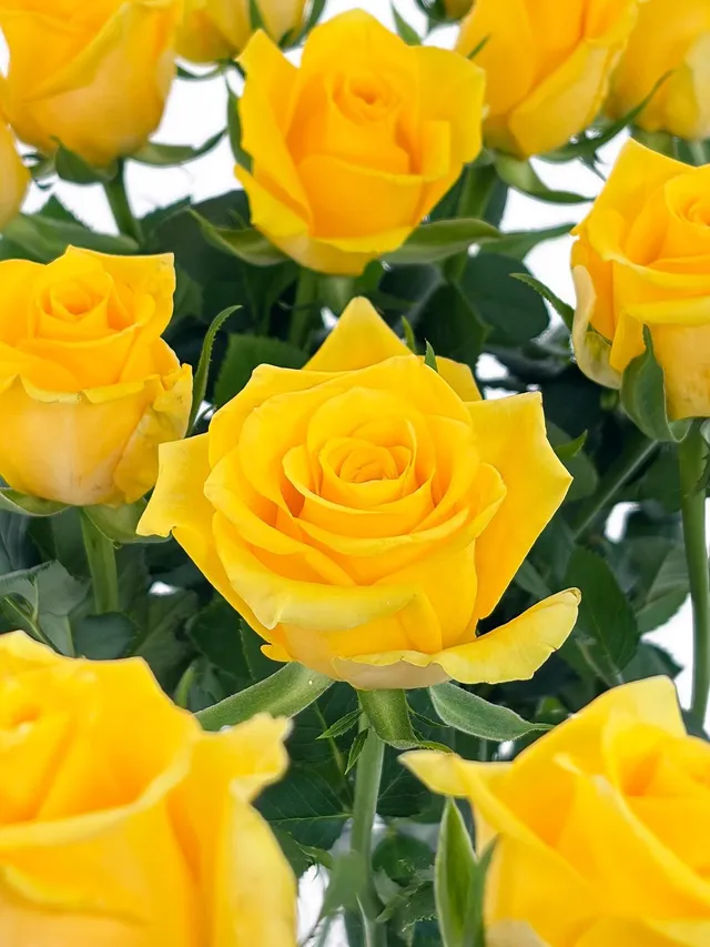 blumigo-rosen-moonwalk-schnittrose-gelb image 1