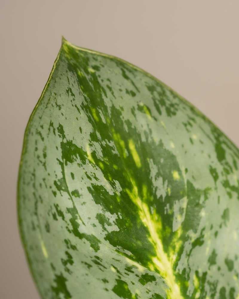 feey-variado-aglaonema-lemon-mint-zimmerpflanze-o-bertopf image 2