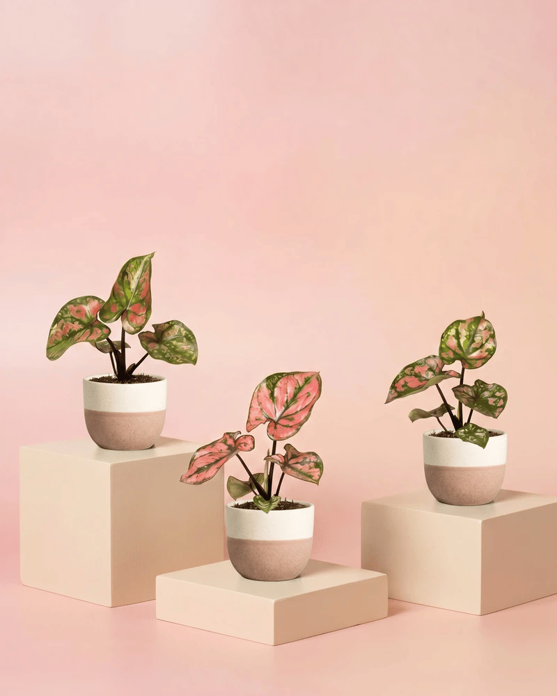 feey-variado-caladium-purple-light-zimmerpflanze-3er-set-bunt image 5