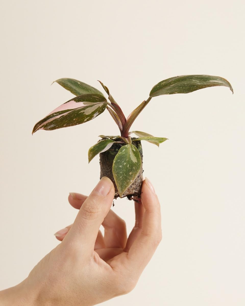 plnts-babyplnts-philodendron-pink-princess-zimmerpflanze-6cm image 2