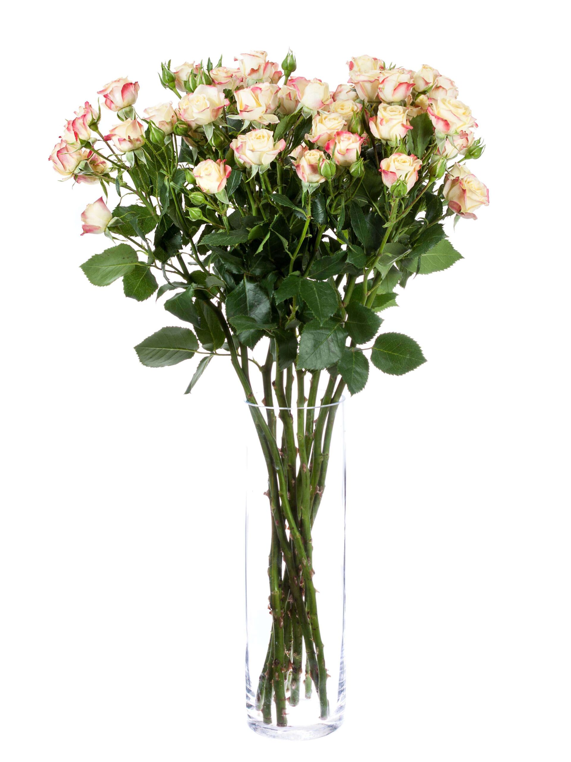 blumigo-rosen-candelicious-verzweigte-rose-creme-pink image 2