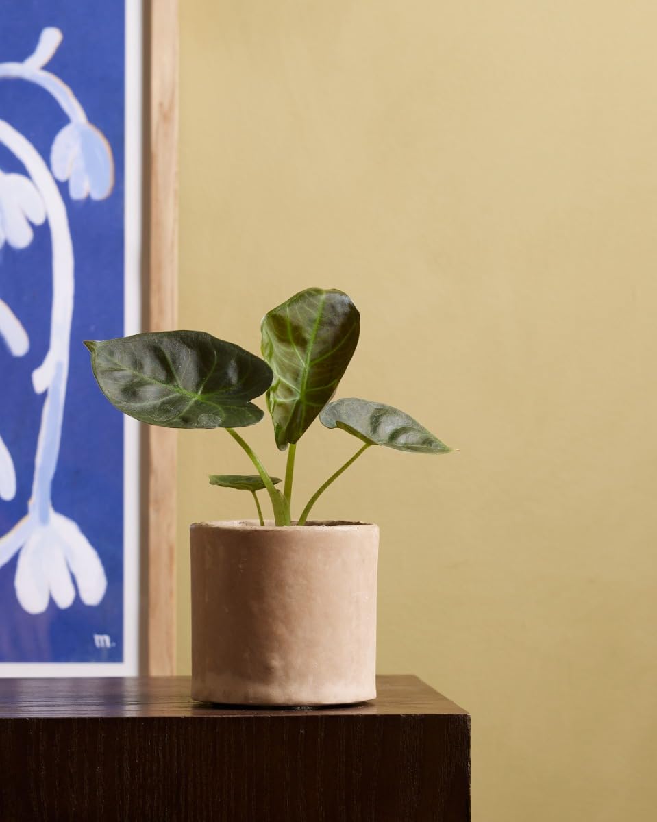 plnts-babyplnts-alocasia-regal-shield-zimmerpflanze-12-cm-dunkelgr-n image 6