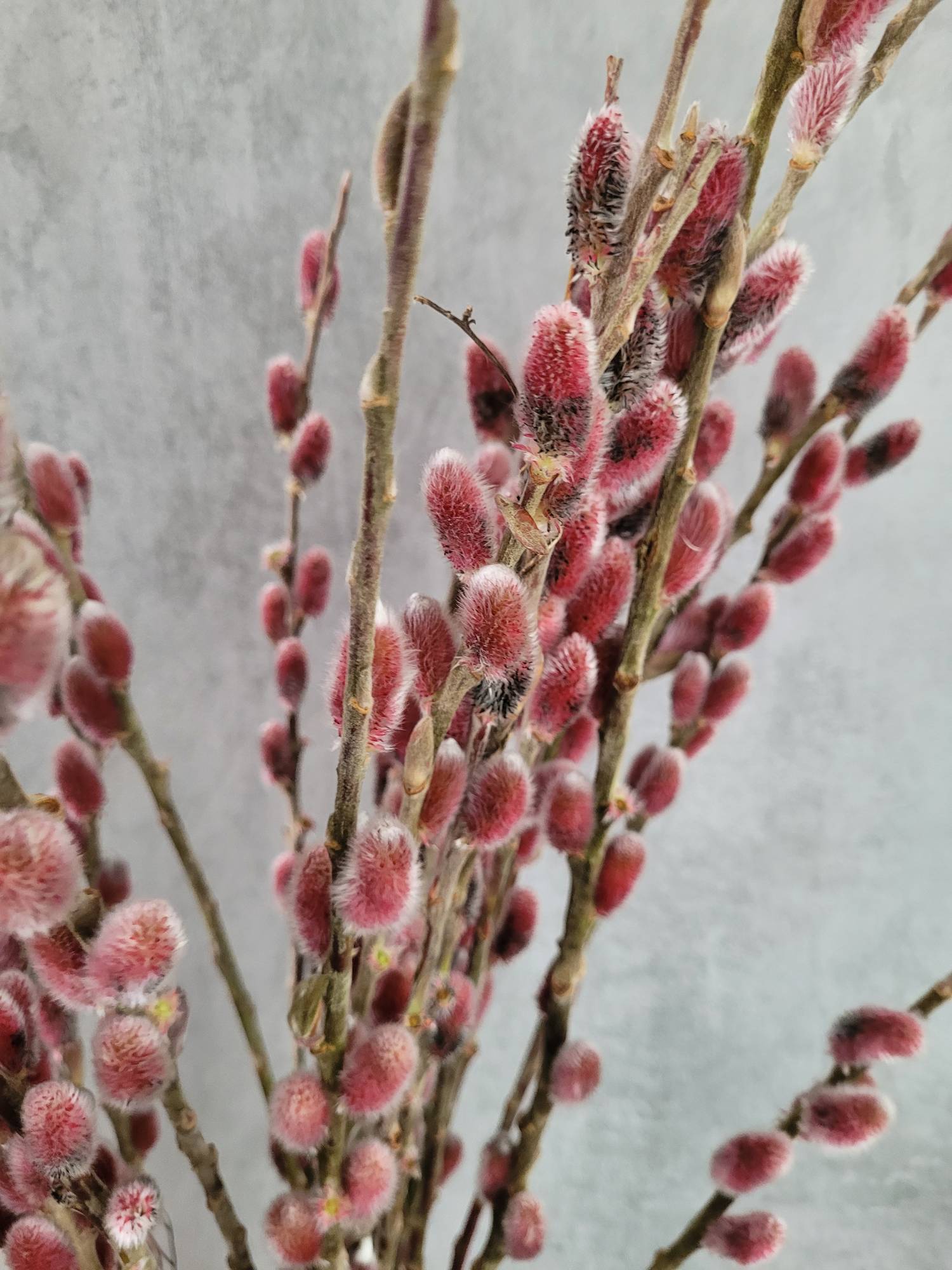 blumigo-weidenk-tzchen-red-passion-rot-silber-zweig image 3