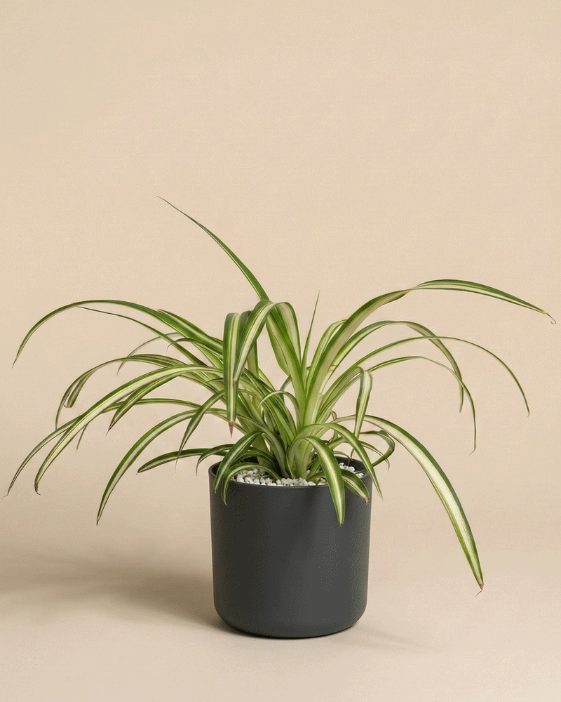 feey-gr-nlilie-chlorophytum-zimmerpflanze-tierfreundlich image 7