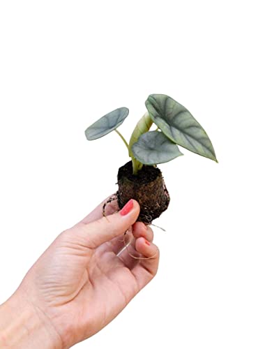 plnts-babyplnts-alocasia-nebula-zimmerpflanze-10-cm-baby image 8