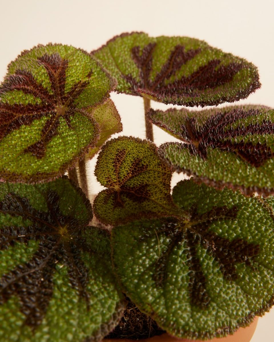 plnts-rareplnts-begonia-masoniana-zimmerpflanze-20-cm-eisenkreuz image 5