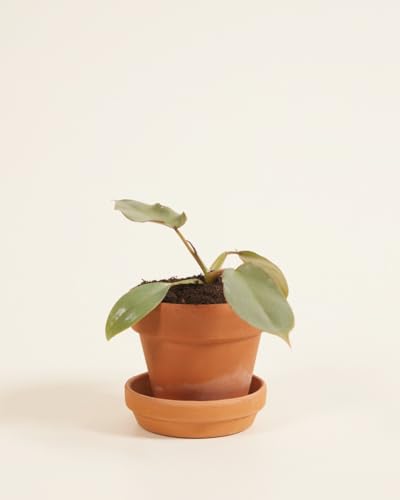 plnts-baby-philodendron-atabapoense-zimmerpflanze-8-cm-pflegeleicht image 7