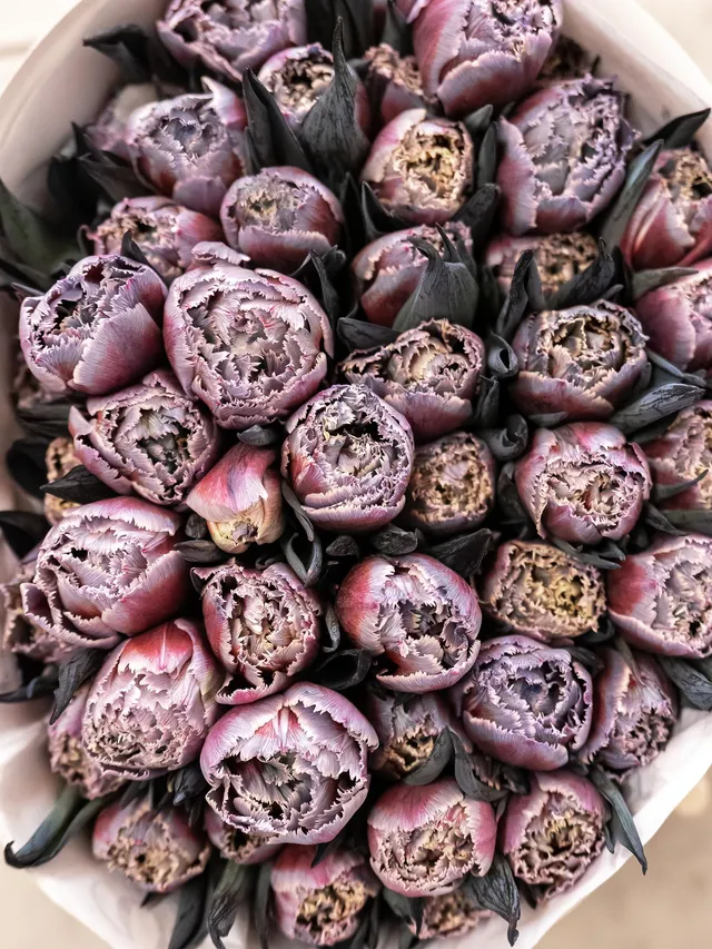 blumigo-tulpen-fringed-grey-fire-schnittblume-grau-rot-gefranst image 1