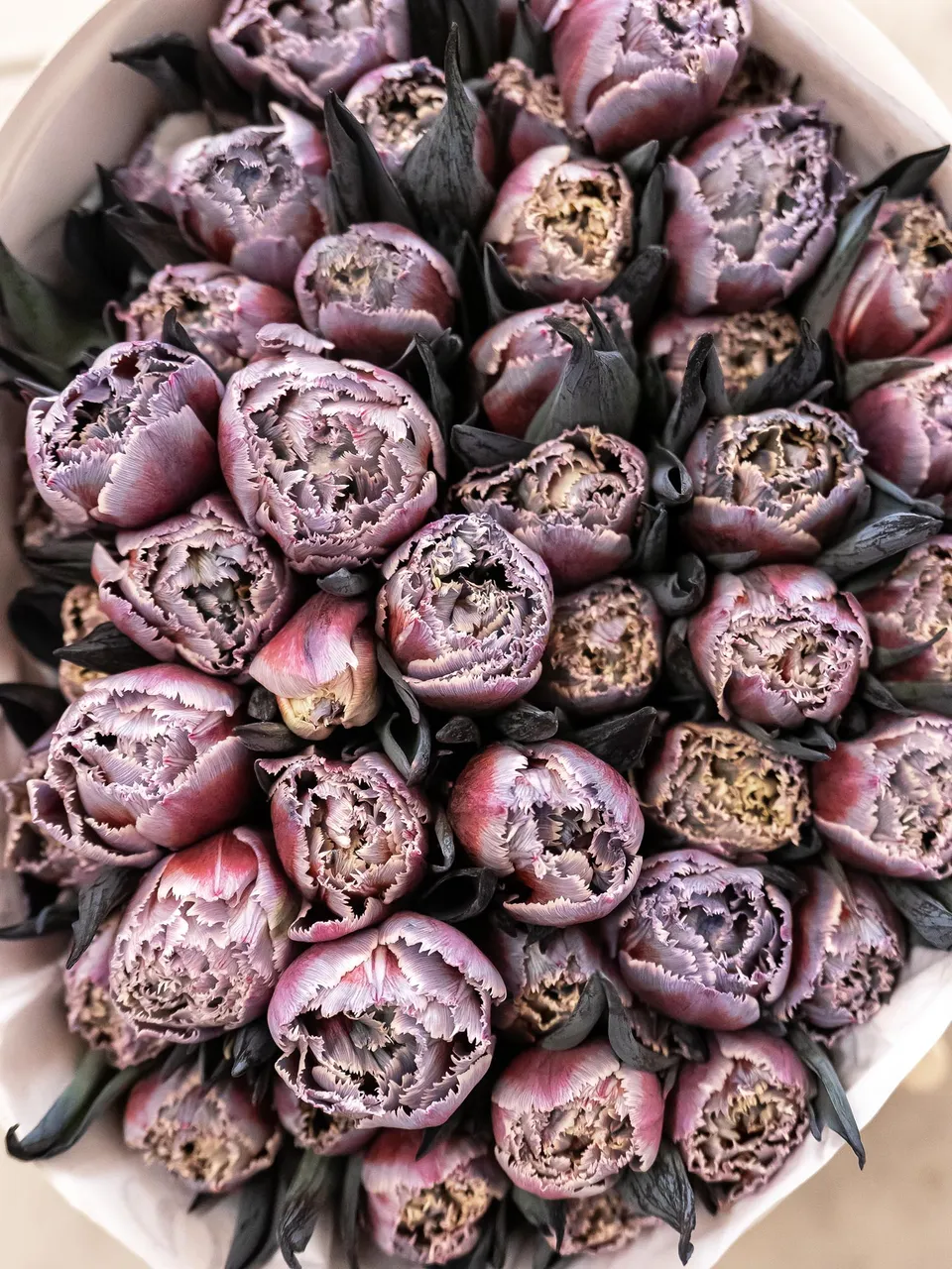 blumigo-tulpen-fringed-grey-fire-schnittblume-grau-rot-gefranst image 1
