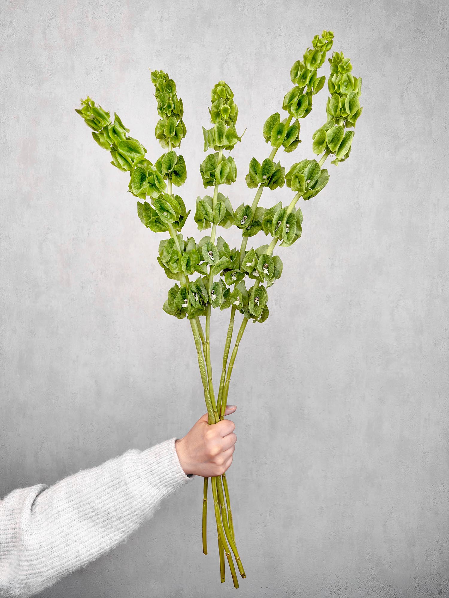 blumigo-moluccella-muschelblumen-schnittgr-n-gr-n image 2