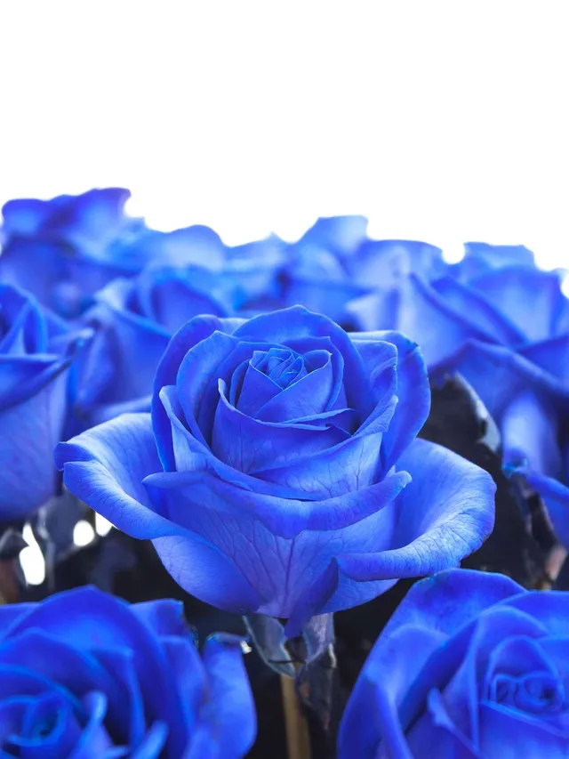 blumigo-rosen-vendela-blau-gef-rbte-rosen-blau image 1